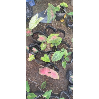 paket keladi (10 jenis)