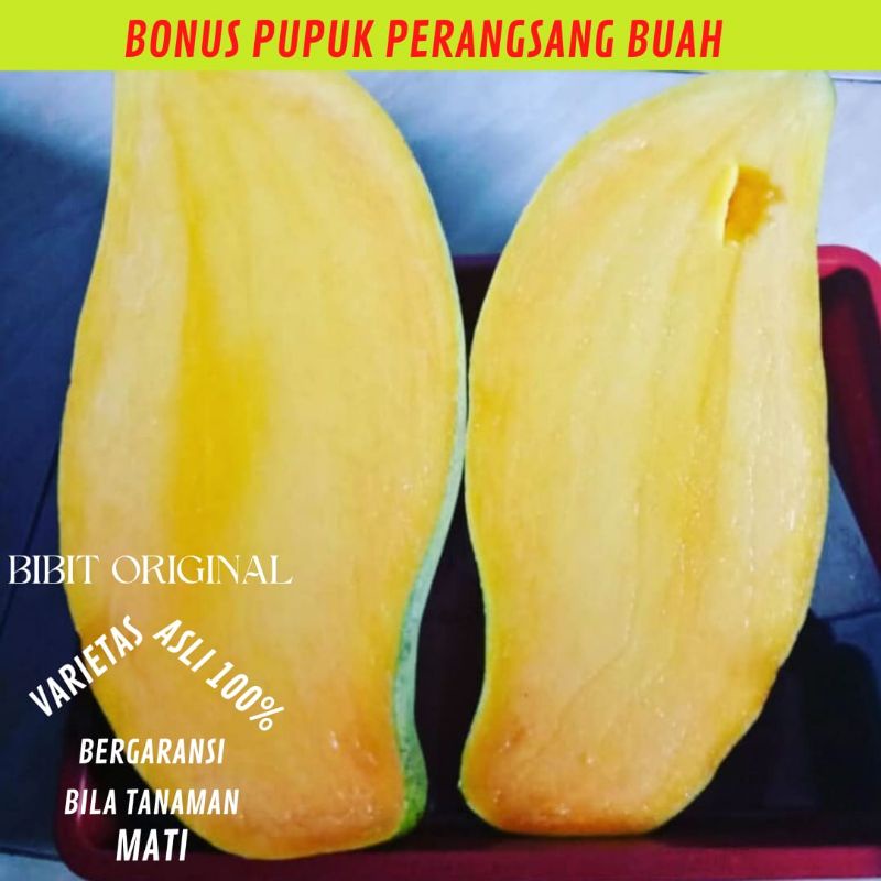 BIBIT MANGGA MAHATIR SUPER BATANG BESAR