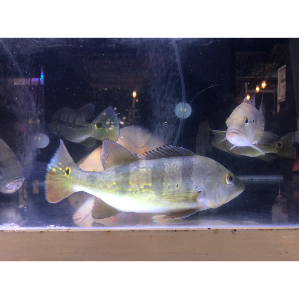 IKAN HIAS PEACOCK BASS MONO 22CM 4 BAR