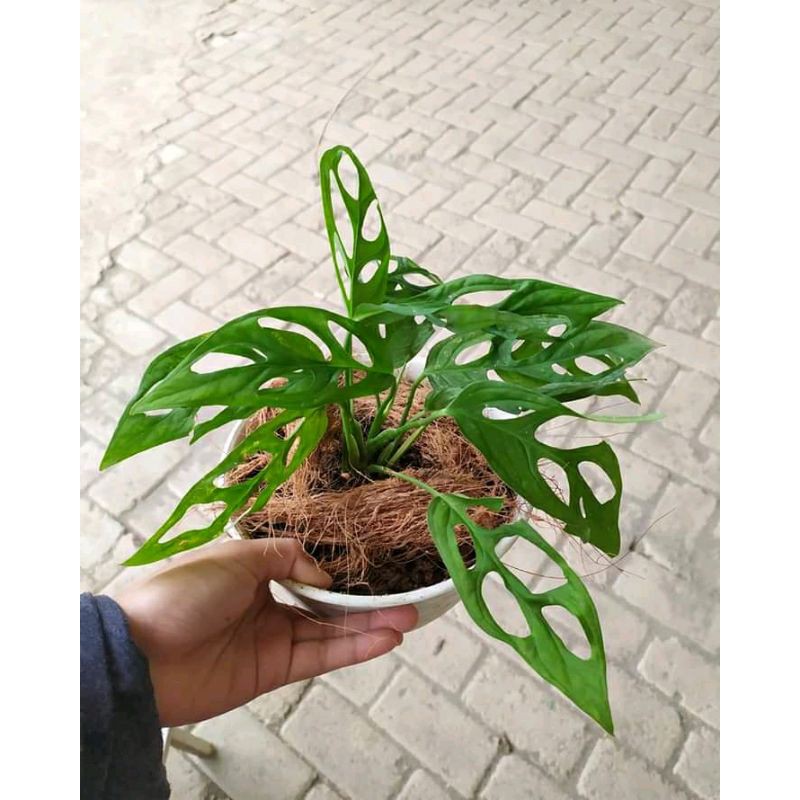 Tanaman Hias Pohon Janda Bolong//Tanaman Hias Janda Bolong