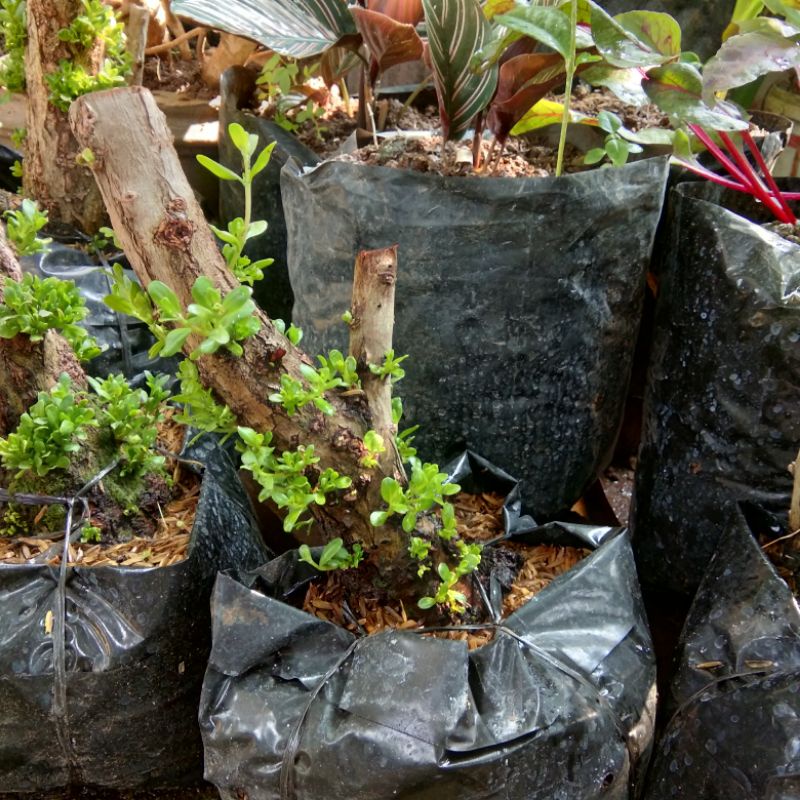 BAHAN BONSAI SANTIGI KARANG MEDIUM