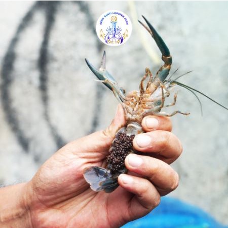 

Lobster Air Tawar Gendong Telur Ukuran 4Inch