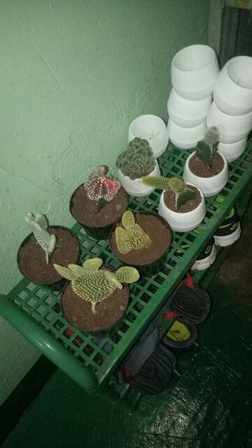 Paket Tanaman Hias Sukulen Sekulen Medium Random