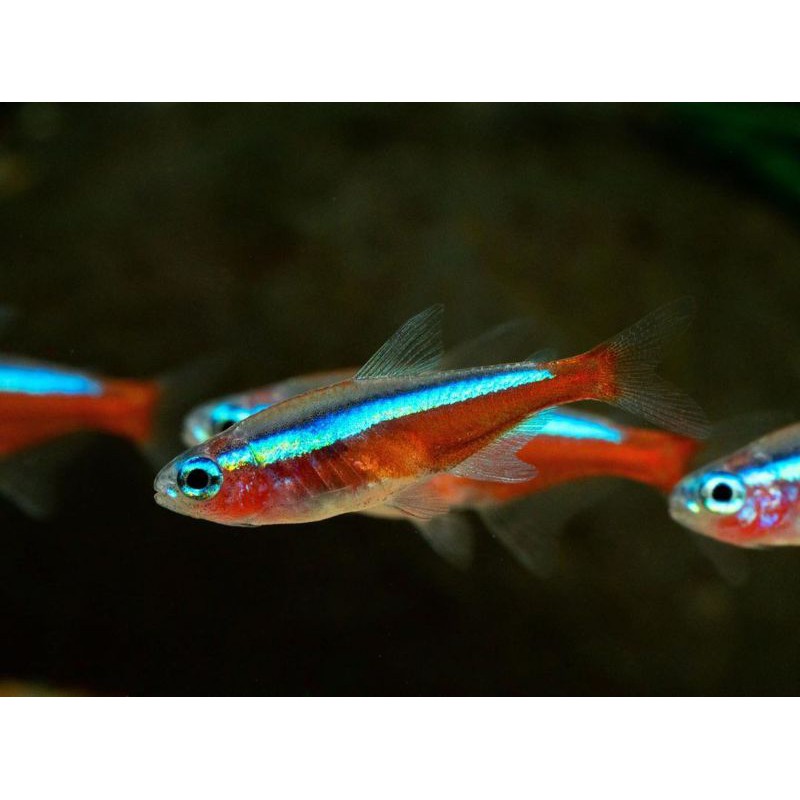 ikan cardinal tetra