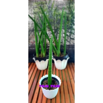 Sansivera tombak lurus 1pc/lidah mertua kipas/cylindrical snake plant/sansevieria stuckyi