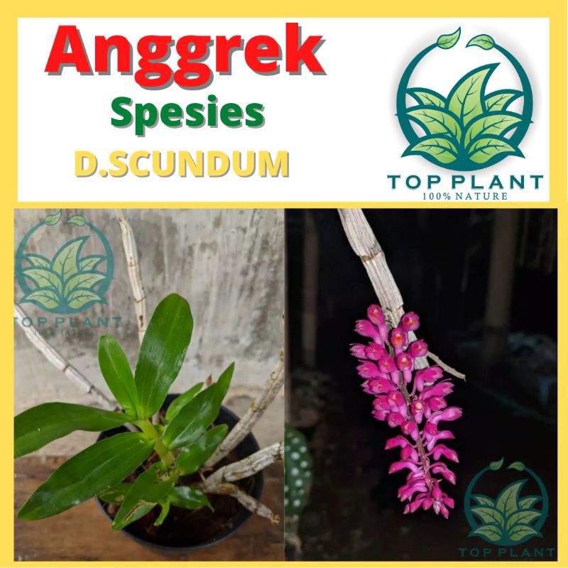 Anggrek Dendrobium Secundum - Anggrek Spesies Sikat Gigi