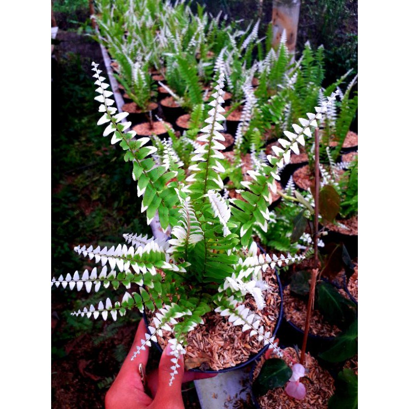 TANAMAN SUPLIR/PAKIS VARIEGATA ALBO