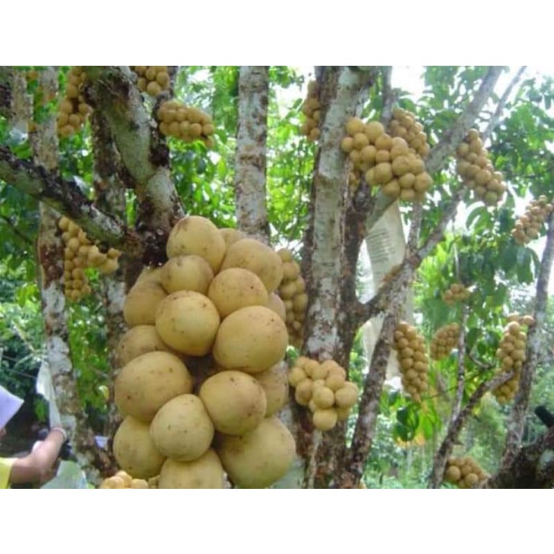 Bibit tanaman duku longkong/duku jumbo murah
