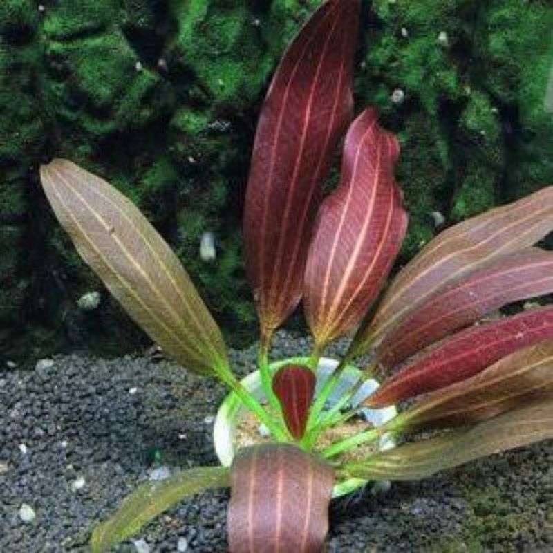 Echinodorus Barthii