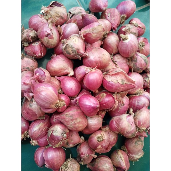 

Bawang merah besar
