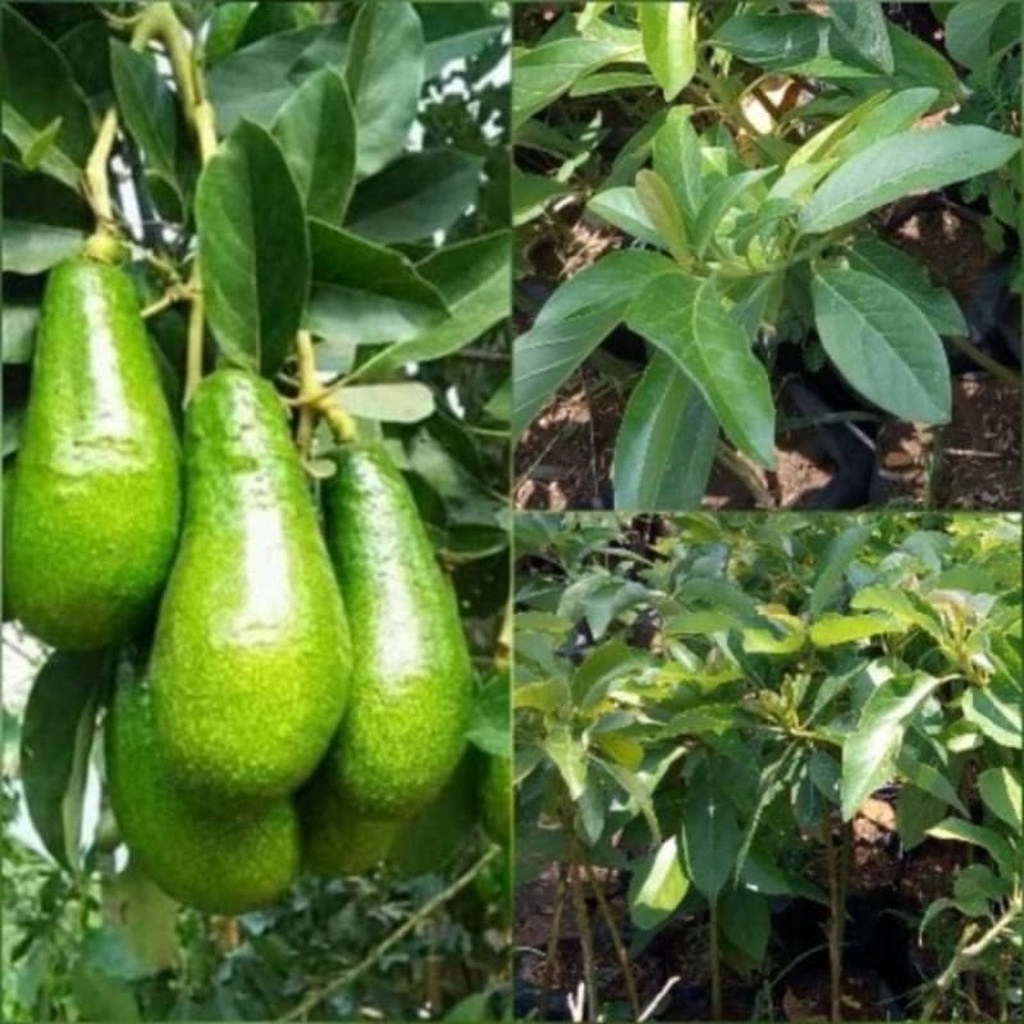 ENTRES ALPUKAT PLUNG UNGGUL DAN BERKUALITAS ( 3PCS )