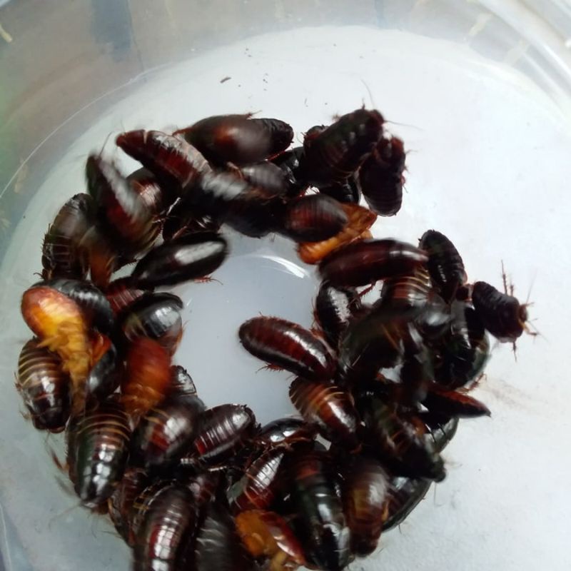 kecoa batu umpan pancing lele dan Galatama mantaf per 20 ekor stok ready