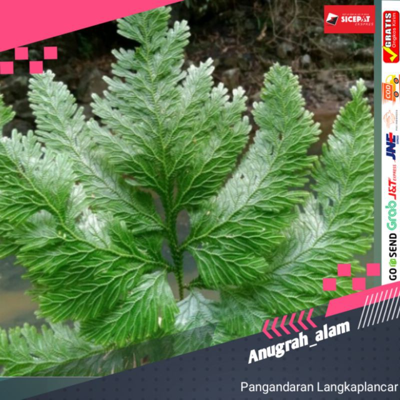 TANAMAN HIAS CAKAR AYAM UNIK