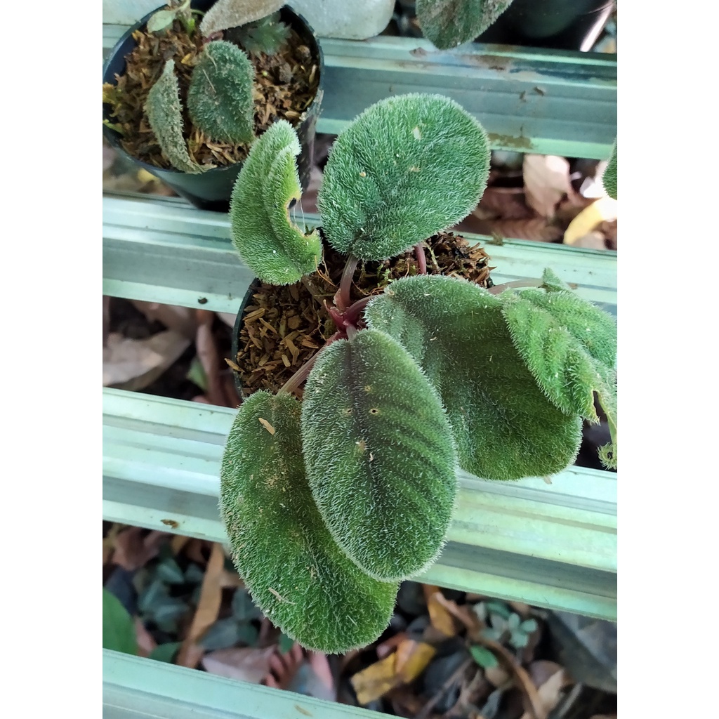 Tanaman Hias Homalomena SP Daun Berbulu