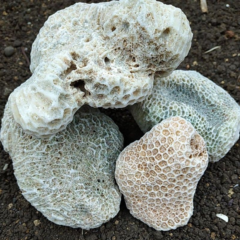 Hiasan Aquarium Batu Karang Laut 1 kg