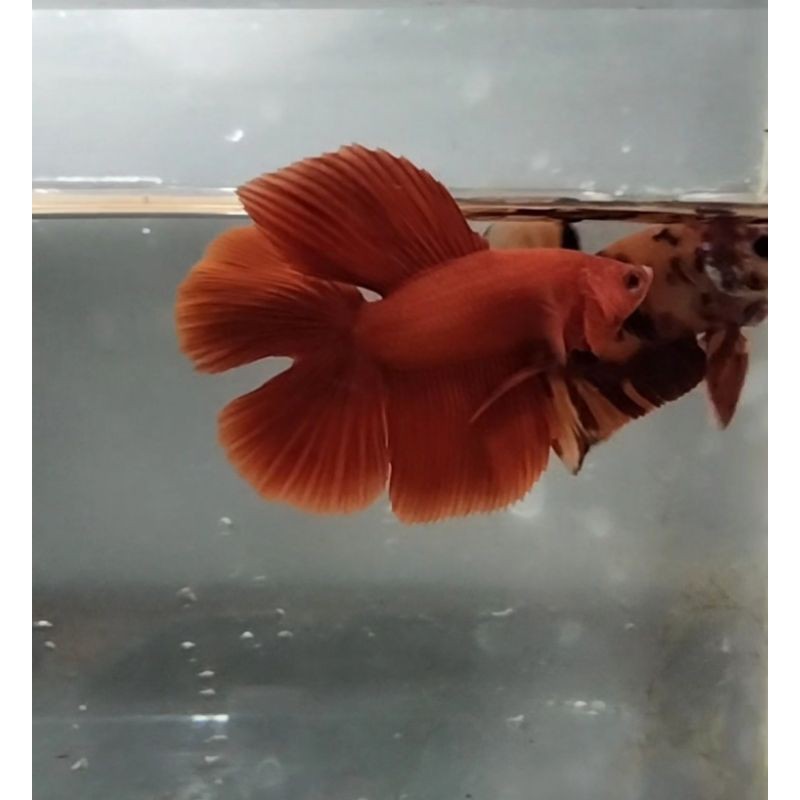 READYBARUMURAH.. IKAN CUPANG MURAH HALFMOON DOUBLE TAIL / HMDT SUPER RED