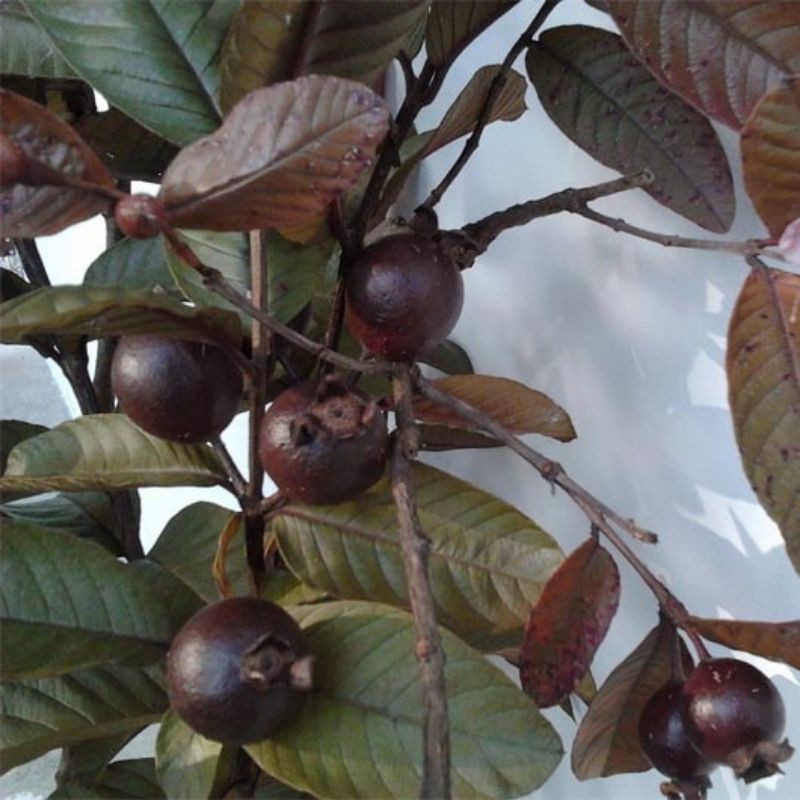 BIBIT JAMBU BIJI AUSTRALIA