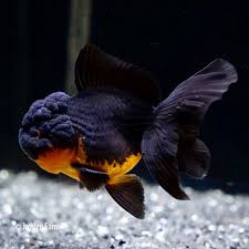 ikan mas koki panda