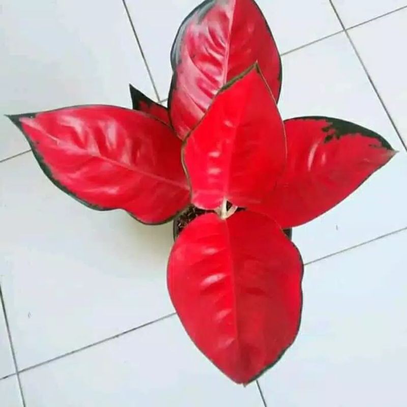 tanaman hias aglonema suksom merah