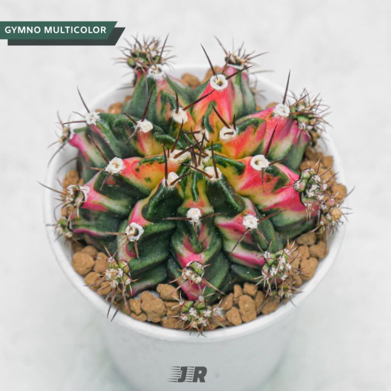 Kaktus Gymno Multicolor