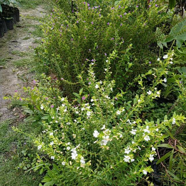 5 Bibit Bunga Taiwan Beauty Tanaman Hias Pakan Lebah