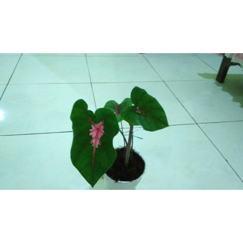 keladi lokal size dewasa keladi wayang batik