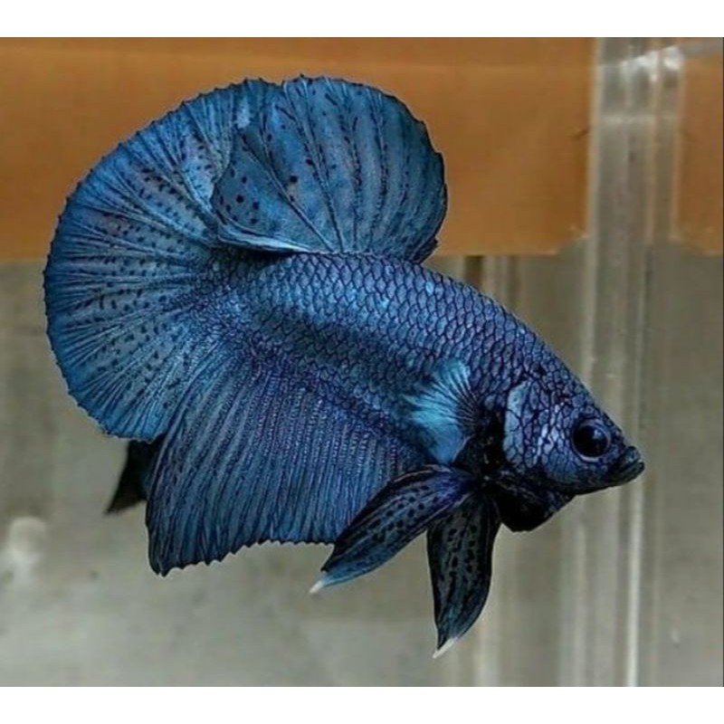 Ikan Cupang HMPK Solid / Merah / Biru / Kuning / Lavender / Beli 5 Gratis 1 / Berkualitas