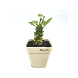  Tanaman  Hias Sukulen Monadenium Ritchiei Mini Plus Pot  