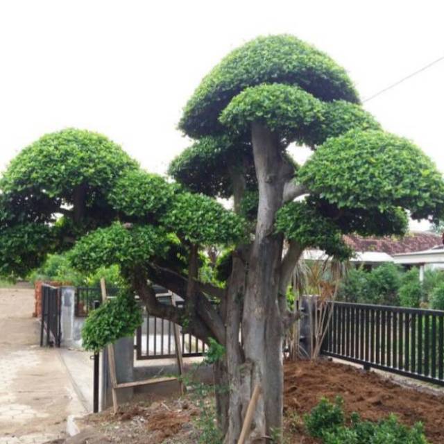 Bibit tanaman serut si tanaman hias untuk bonsai dan taman