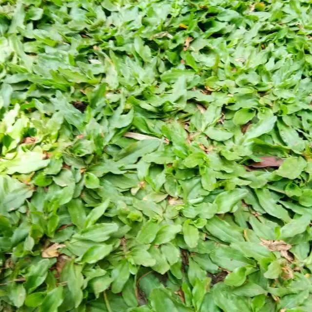 Rumput gajah mini per 1 meter
