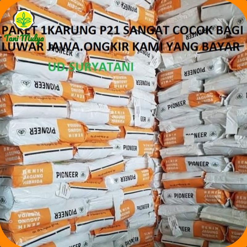 gratis ongkir paket 1karung 20x1k Benih Jagung Hibrida PIONEER  P21 Dahsyat Bibit Jagung Terbaik