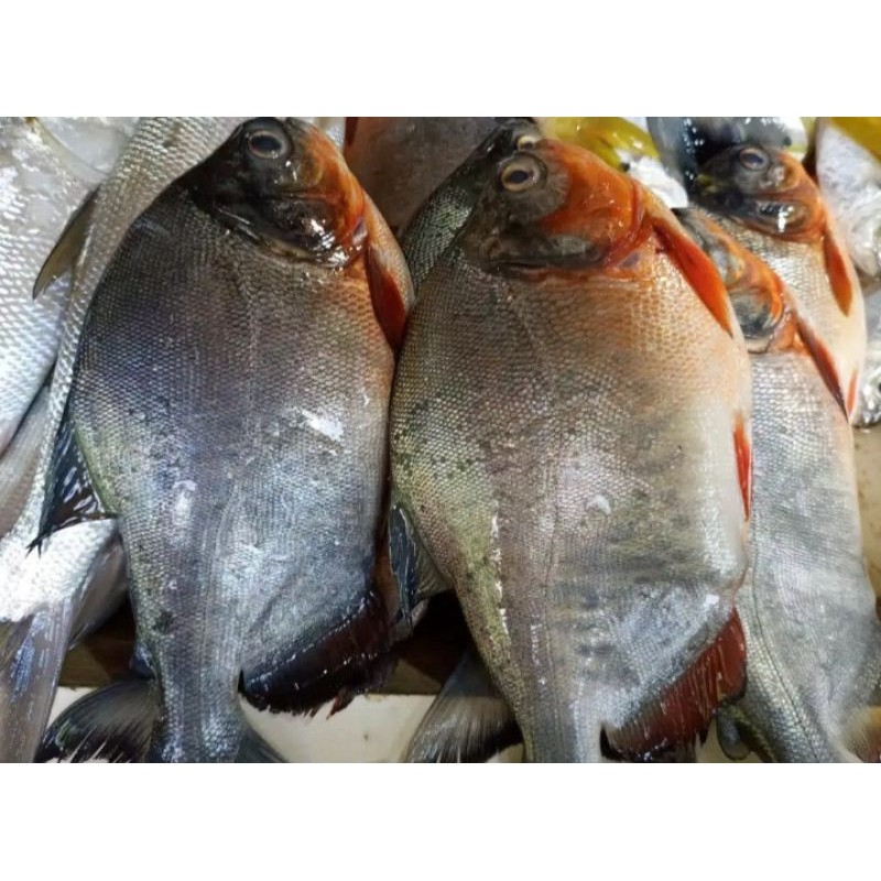 

ikan fresh IKAN BAWAL 6 EKOR