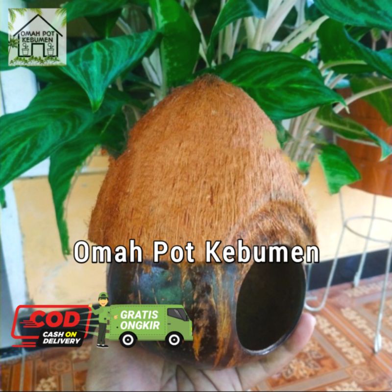 GLODOK SARANG BURUNG LOVEBIRD BATOK KELAPA