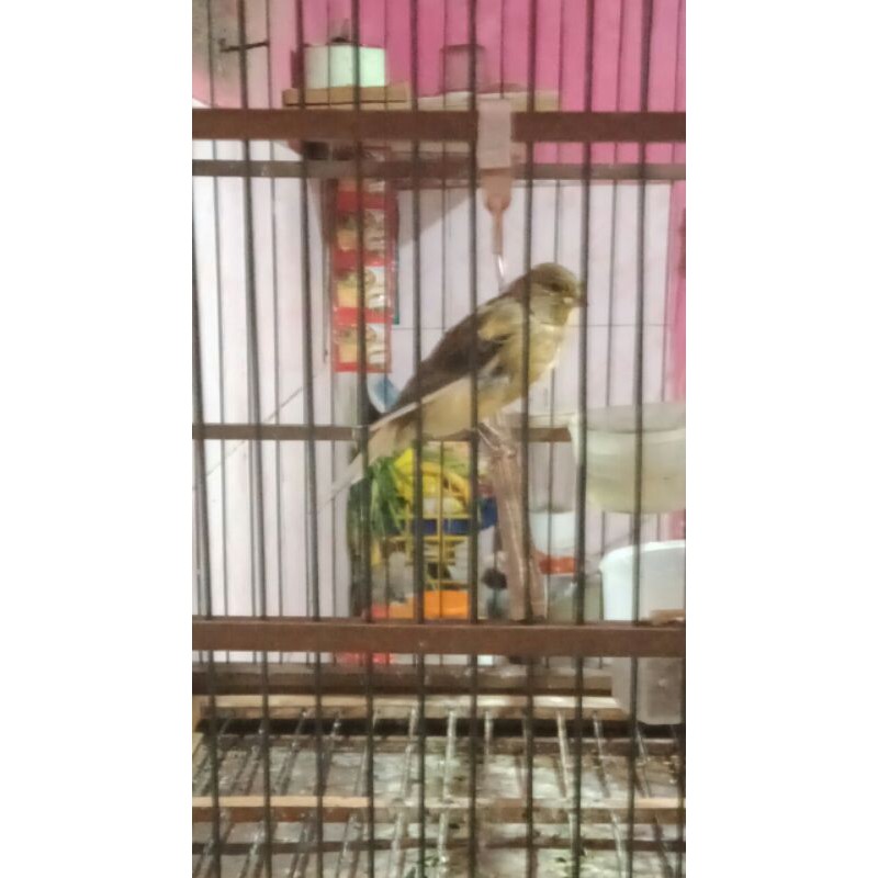 Burung Kenari AFS Body F1ys Jaminan Jantan Bunyi Ngeroll Nyusun Lagu
