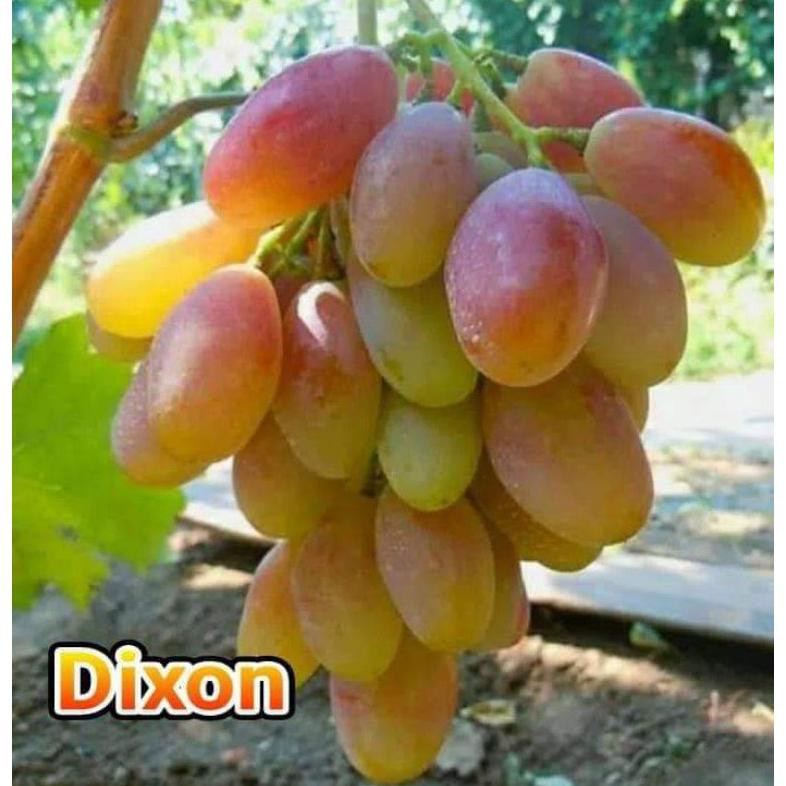 BIBIT ANGGUR IMPORT DIXON (asli grafting)