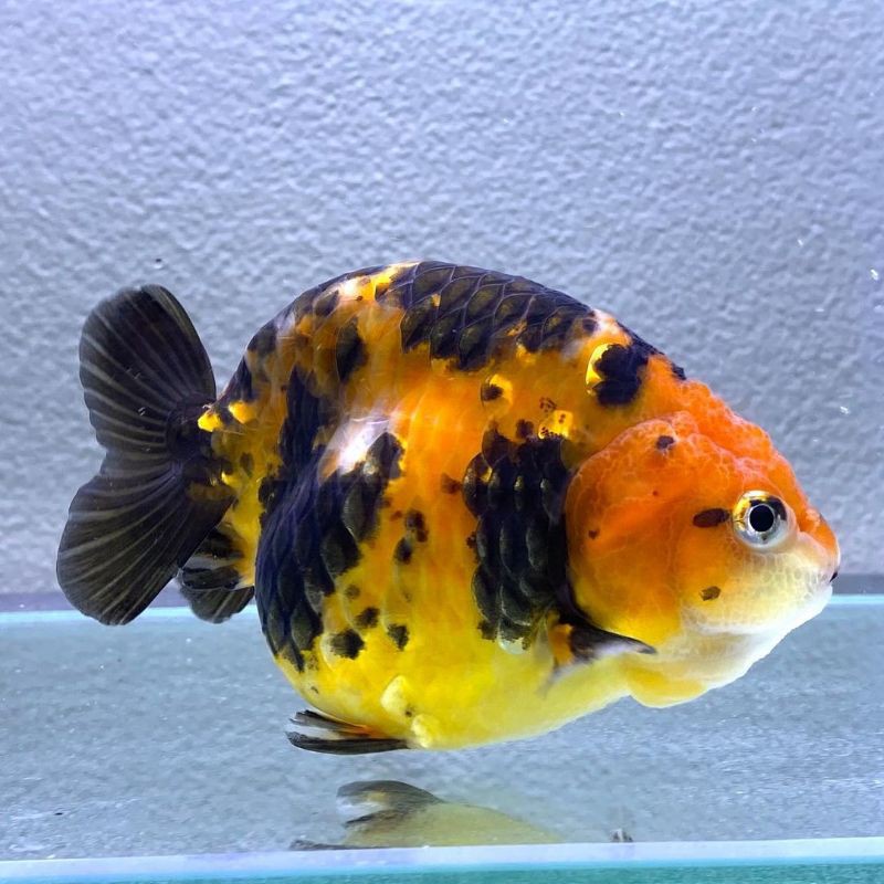 Ikan Mas Koki Ranchu JUMBO Shopee Indonesia Ikan Mas Koki Ranchu JUMBO Shopee Indonesia