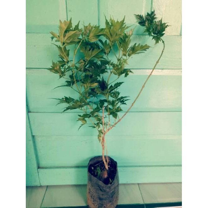 Asli 10 Bibit Tanaman Pohon Kayu Cendana NTT Siap Tanam (ORIGINAL)5