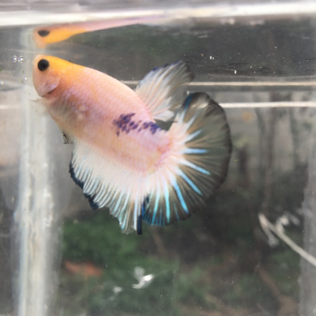 Cupang male yellow fancy