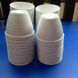  pot  bunga tawon  putih ukuran 15cm merk SKC Shopee Indonesia 