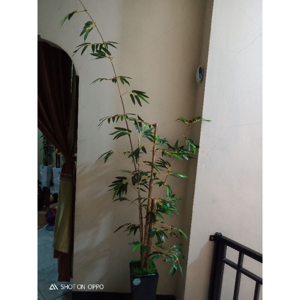 tanaman bambu cendani daun plastik