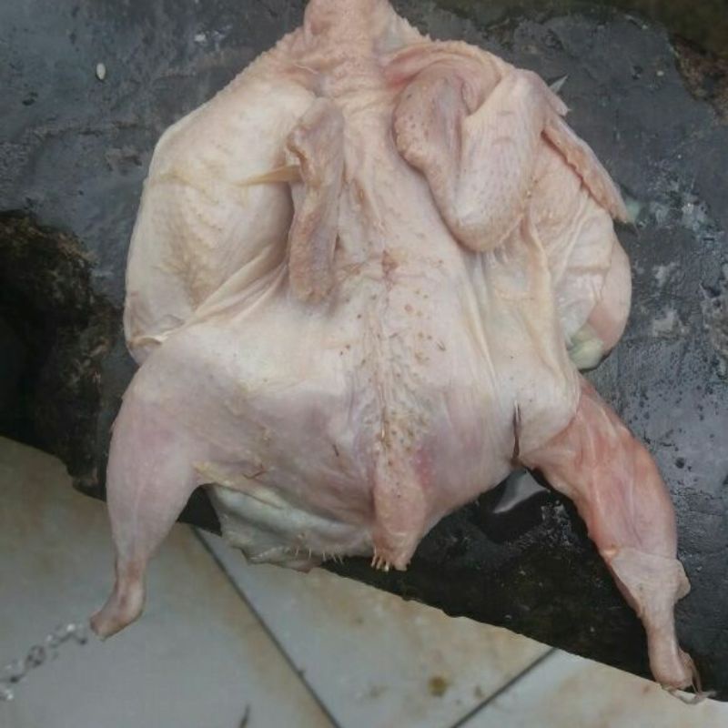 

BURUNG PUYUH LOKAL MALON PEKSI. isi 10.perpack