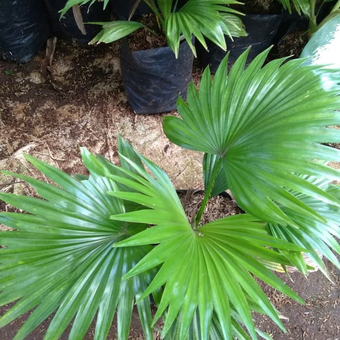 tanaman palm sadeng bintang palem bintang