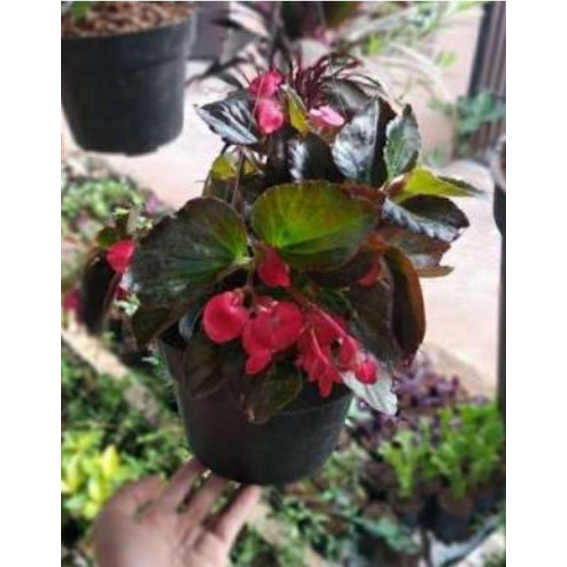begonia mawar bunga begonia tumpuk
