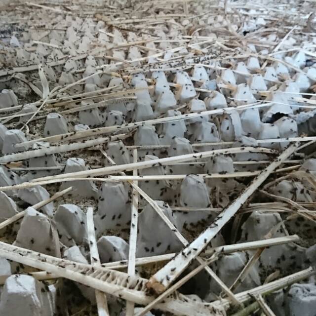 Jual telur jangkrik alam kalung madu 100 gram