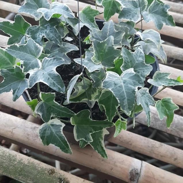 ✭ Tanaman gantung english ivy varigata ✩
