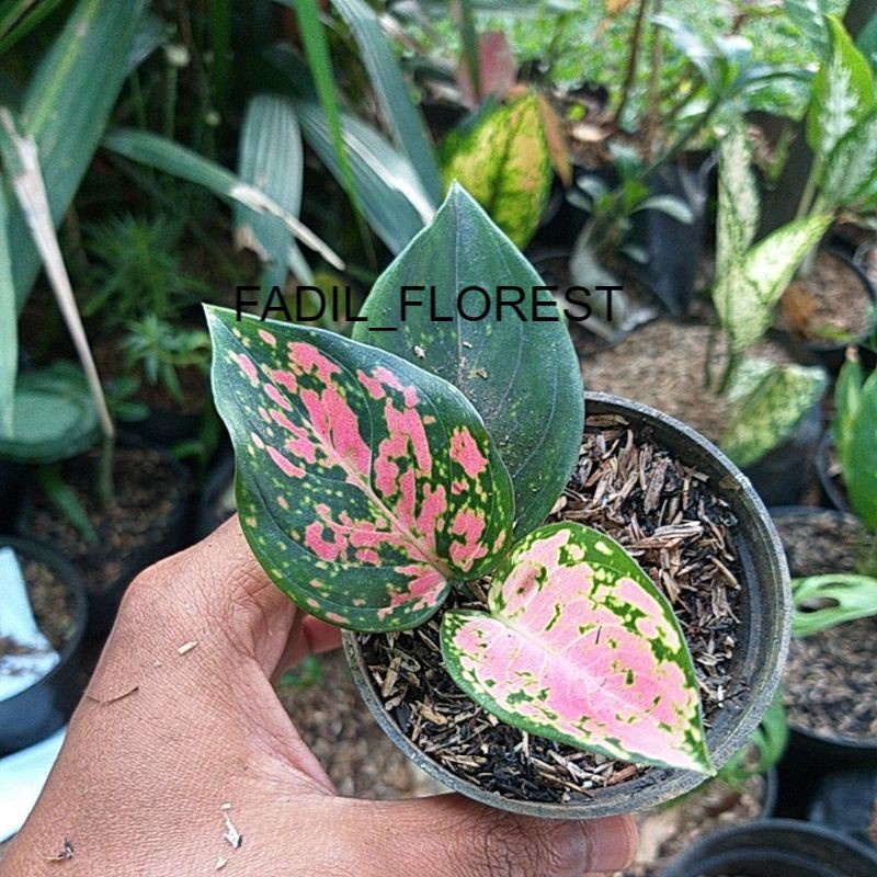 AGLONEMA BABY KOMKOM SEED_AGLONEMA