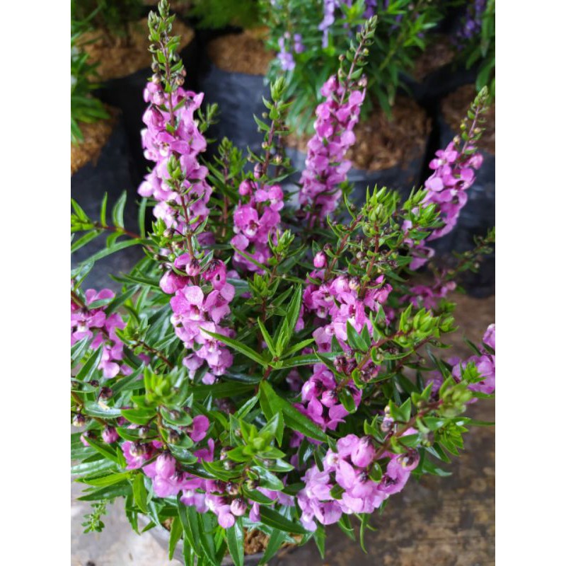 Tanaman Hias Lavender Pink (Besar)
