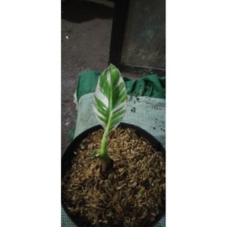 Pisang Florida Variegata Musa Aeae Variegated Shopee Pisang Florida Variegata Musa Aeae Variegated Shopee