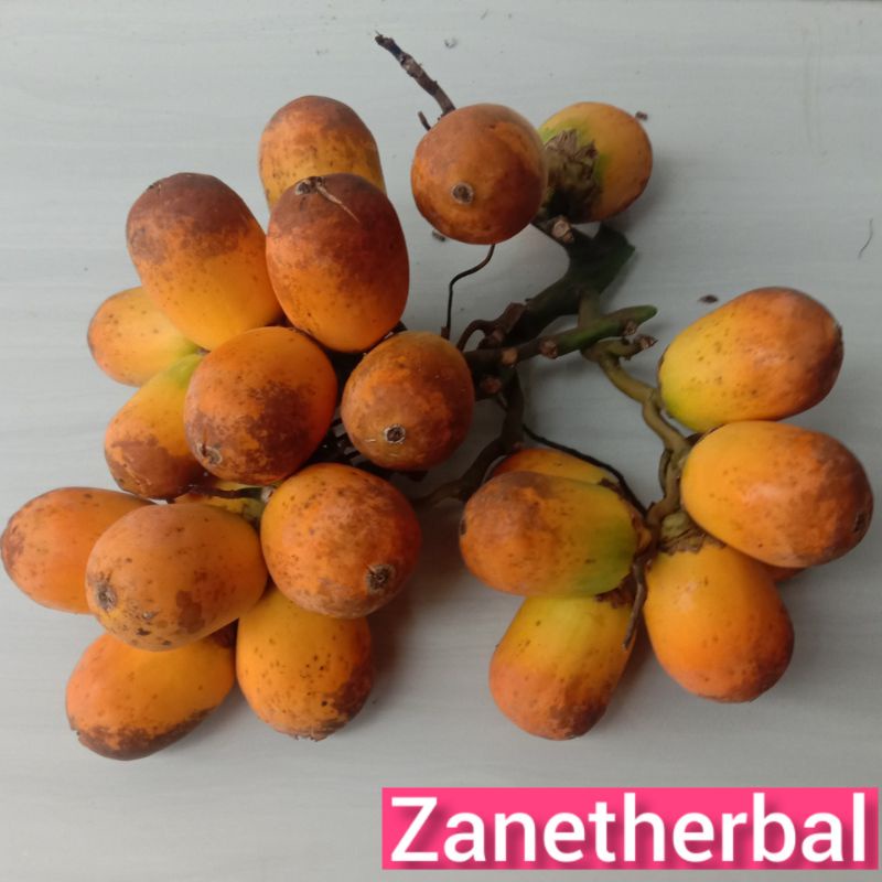 

Buah pinang tua segar langsung petik per 250 gram-az