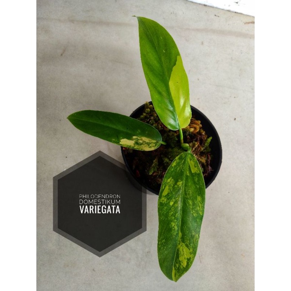 tanaman philodendron domestikum variegata murah
